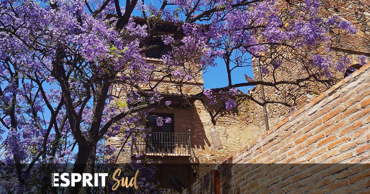 Sous le charme des jacarandas en fleur en Andalousie 