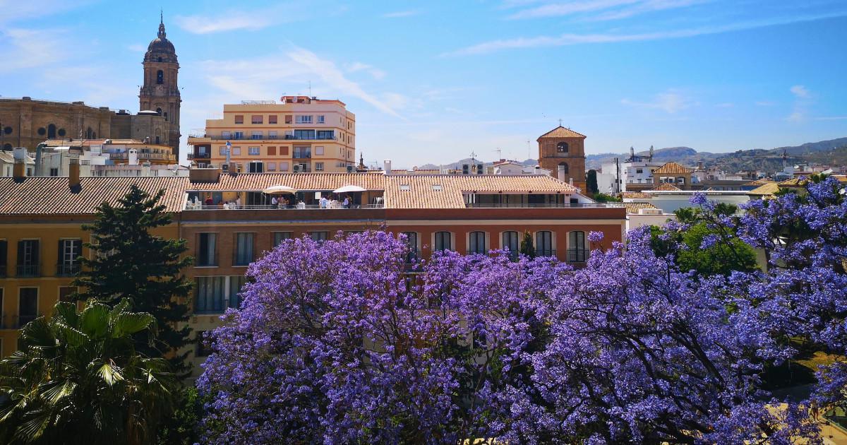 Sous le charme des jacarandas en fleur en Andalousie 