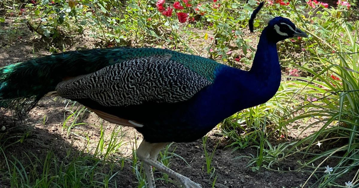 L’Alcazar de Jerez et ses mille et un secrets L’Alcazar de Jerez et ses mille et un secrets