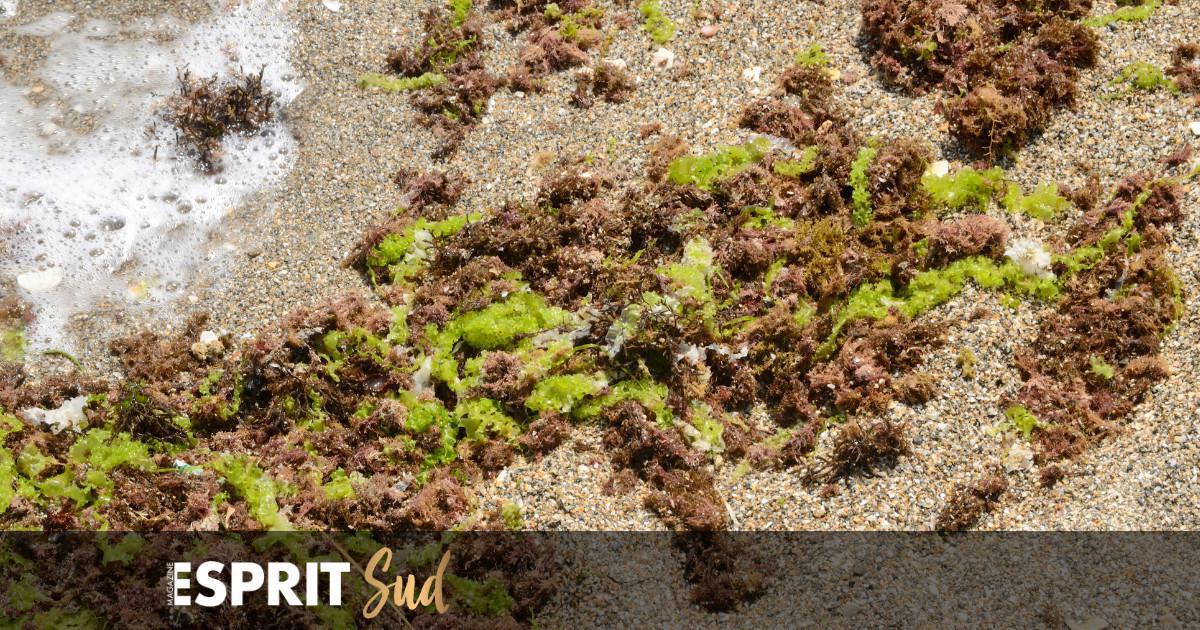 Quand les algues asiatiques revitalisent finalement la biodiversité! Quand les algues asiatiques revitalisent finalement la biodiversité!