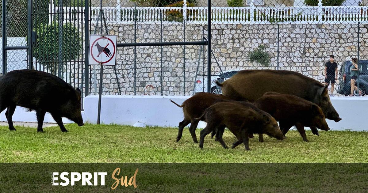 Les sangliers en Andalousie, une présence marquée qui créée la polémique !  Les sangliers en Andalousie, une présence marquée qui créée la polémique !