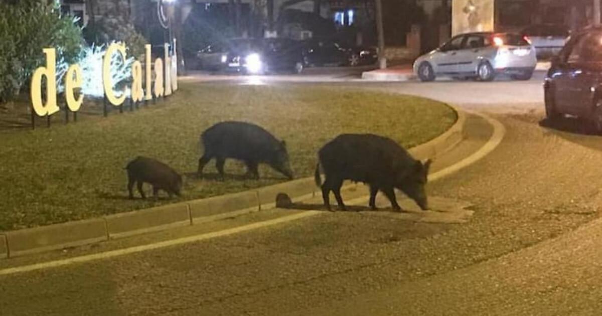 Les sangliers en Andalousie, une présence marquée qui créée la polémique !  Les sangliers en Andalousie, une présence marquée qui créée la polémique !