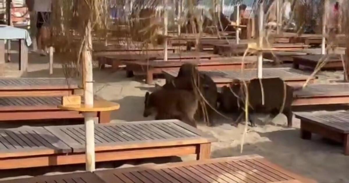 Les sangliers en Andalousie, une présence marquée qui créée la polémique !  Les sangliers en Andalousie, une présence marquée qui créée la polémique !