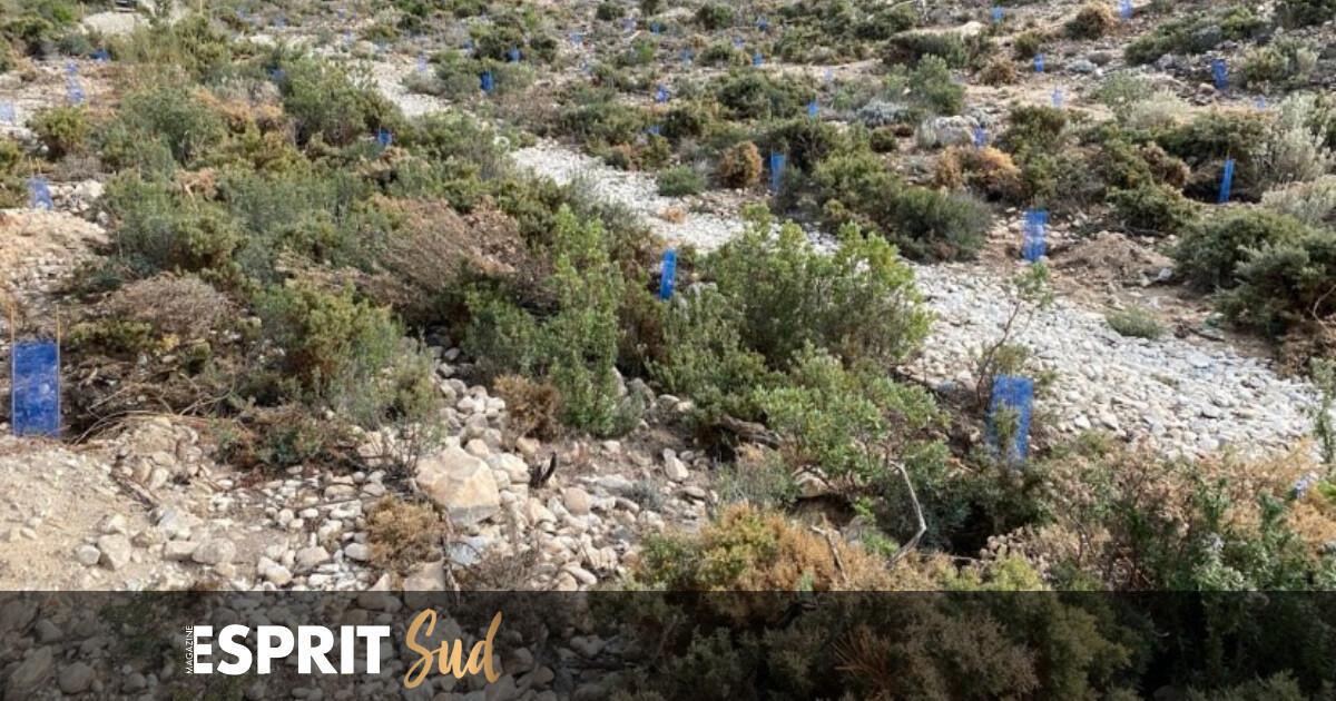 Le Festival du Cinéma Français de Malaga plante 60 arbres à Cómpeta ! Le Festival du Cinéma Français de Malaga plante 60 arbres à Cómpeta !