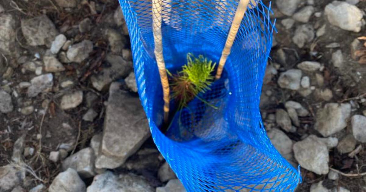 Le Festival du Cinéma Français de Malaga plante 60 arbres à Cómpeta ! Le Festival du Cinéma Français de Malaga plante 60 arbres à Cómpeta !