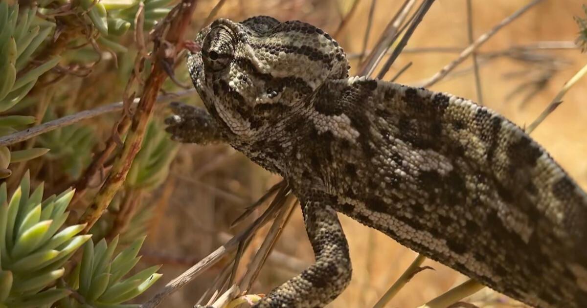 Une randonnée en plein cœur de l’Axarquía primée! Une randonnée en plein cœur de l’Axarquía primée!