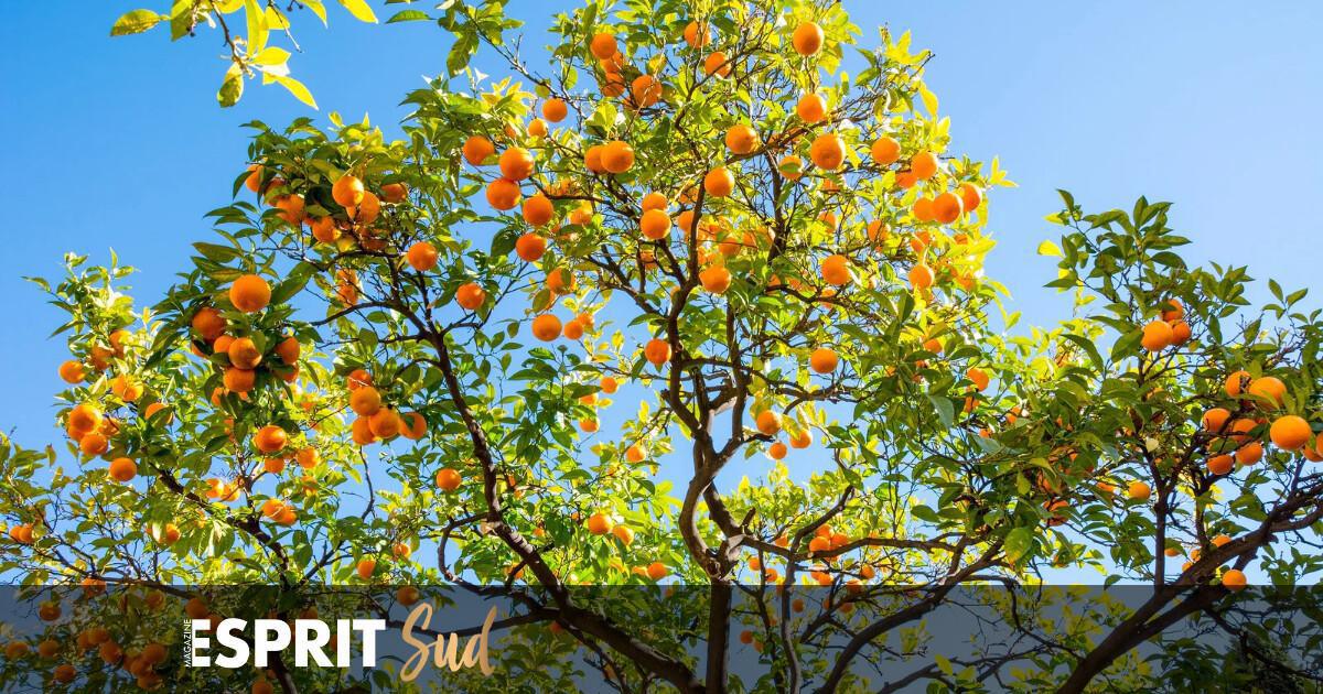 Les oranges amères de Malaga, une ressource précieuse pour un avenir durable! Les oranges amères de Malaga, une ressource précieuse pour un avenir durable!