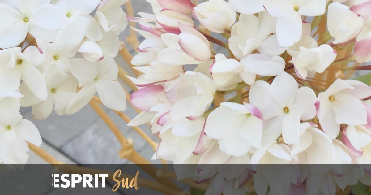 L'art de la biznaga, une tradition malaguène L'art de la biznaga, une tradition malaguène