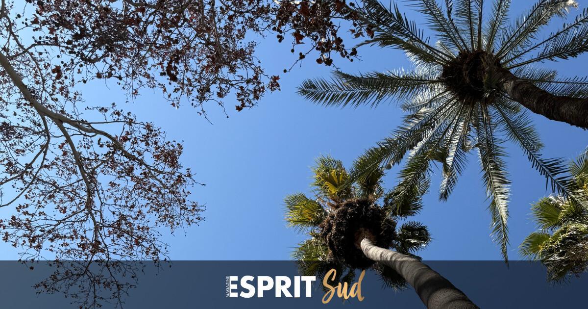 Une palmeraie comme véritable poumon de la ville Une palmeraie comme véritable poumon de la ville