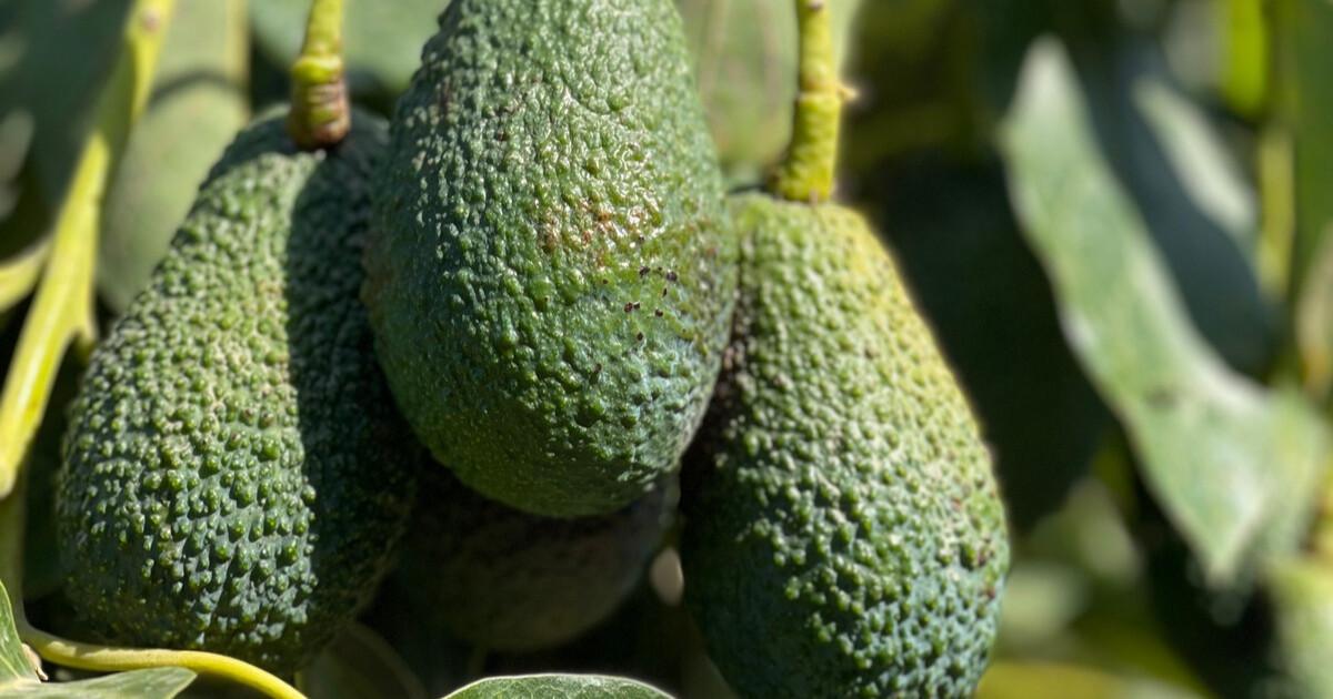 Avocat, l’or vert de l’Axarquía : nouvelles recettes et inspirations culinaires de Malaga