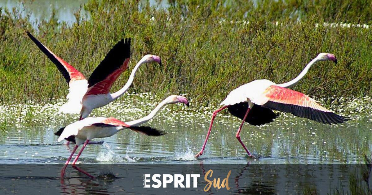 Dans le sillage des flamants roses à Malaga… Dans le sillage des flamants roses à Malaga…