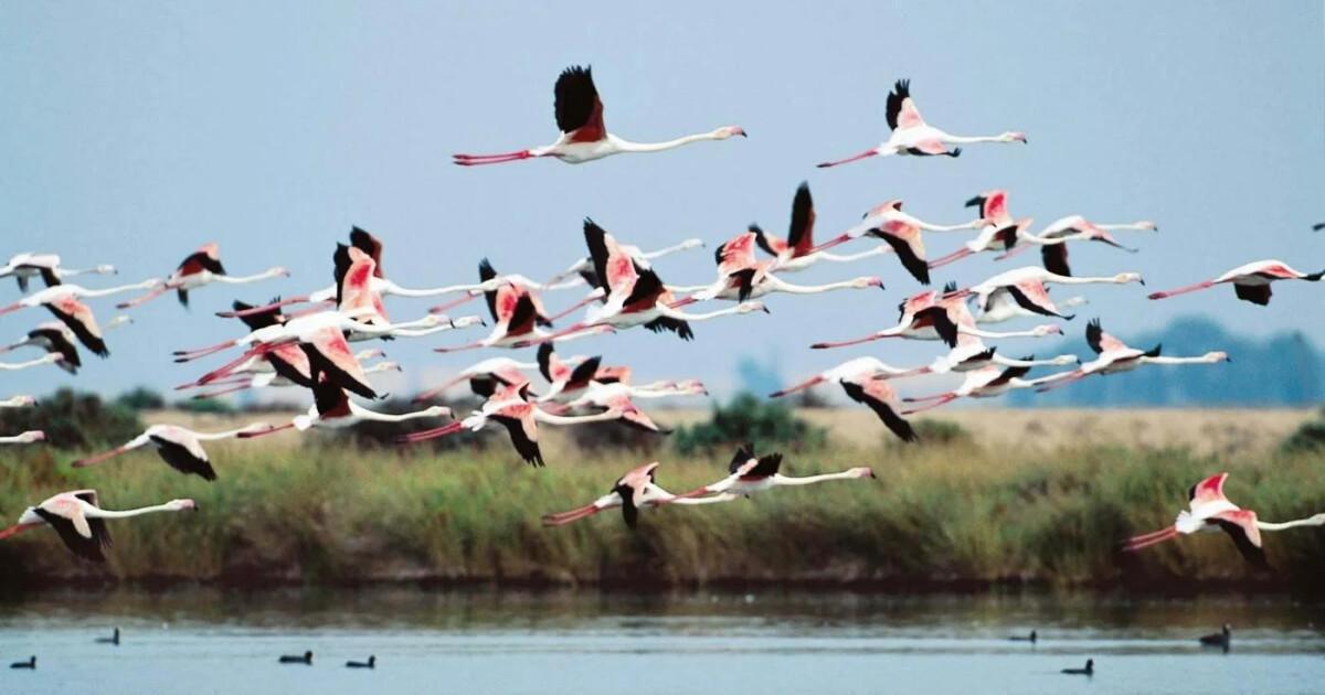 Dans le sillage des flamants roses à Malaga…