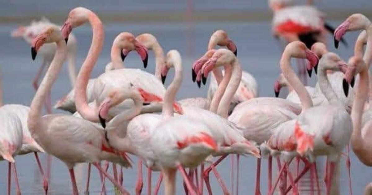 Dans le sillage des flamants roses à Malaga… Dans le sillage des flamants roses à Malaga…