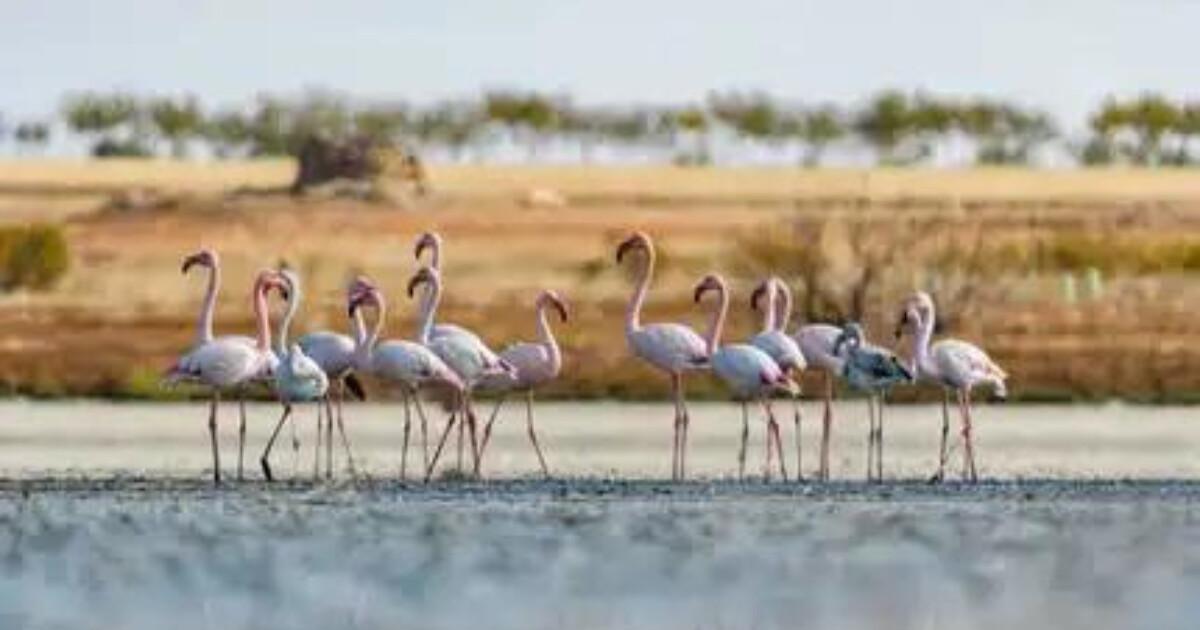 Dans le sillage des flamants roses à Malaga…