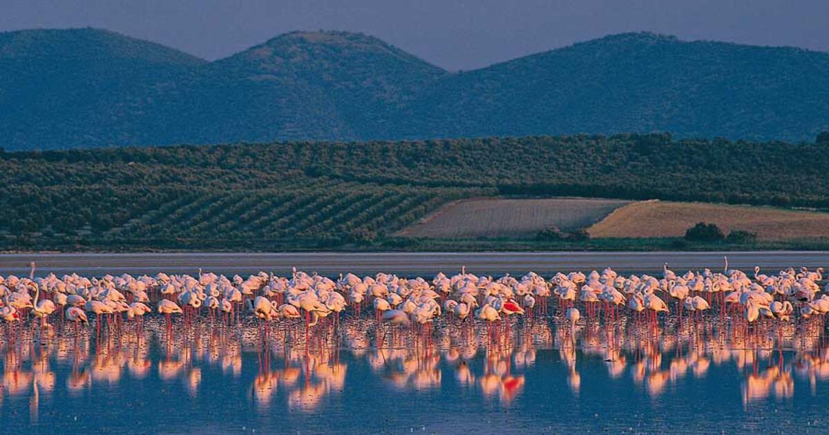 Dans le sillage des flamants roses à Malaga…
