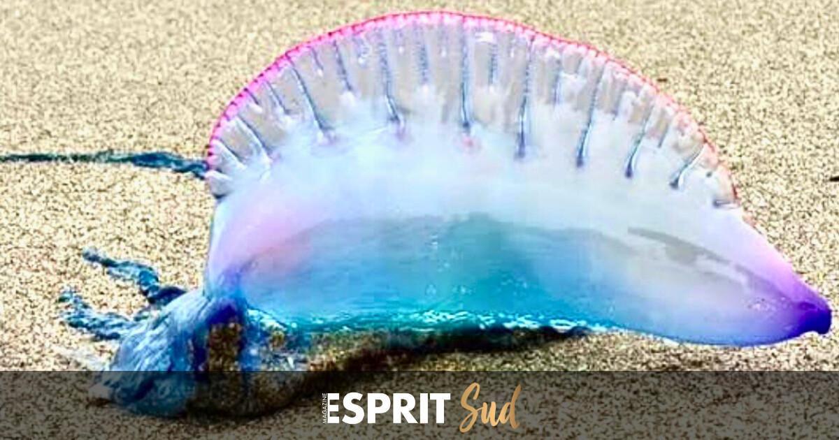 OVNI (organisme vivant non identifié) sur les plages de Fuengirola!