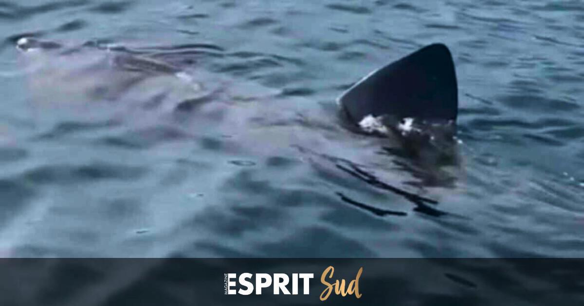 Un géant paisible croisé au large de Marbella : le retour du requin pèlerin Un géant paisible croisé au large de Marbella : le retour du requin pèlerin
