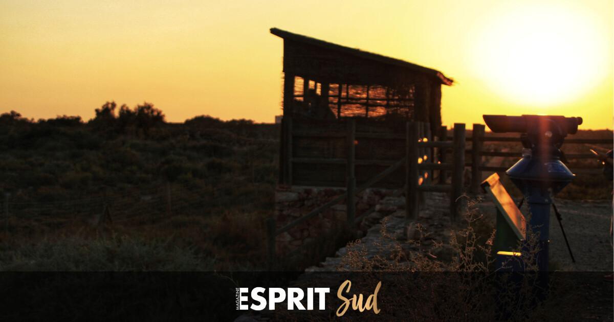 Marais salés et oiseaux migrateurs... Marais salés et oiseaux migrateurs...