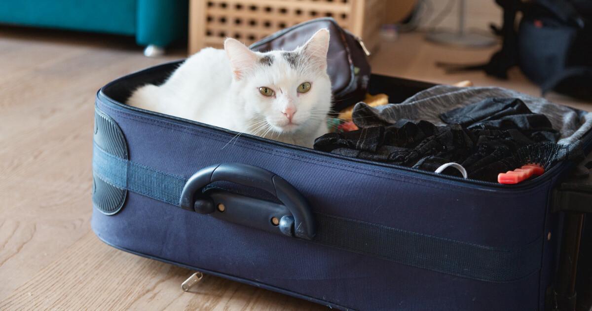 Mascotas en Andalousie, nos compagnons à quatre pattes