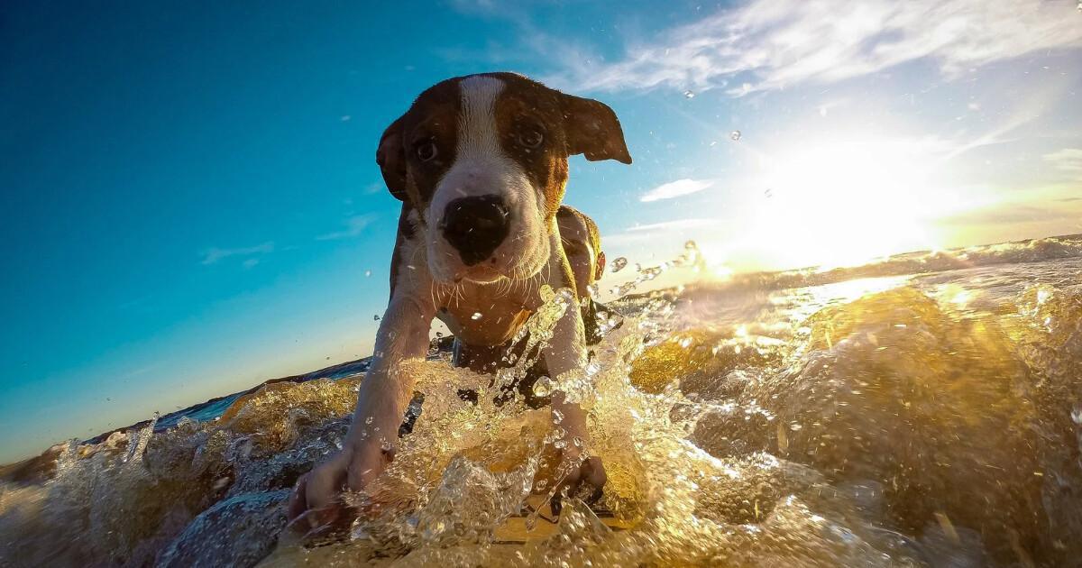 Mascotas en Andalousie, nos compagnons à quatre pattes
