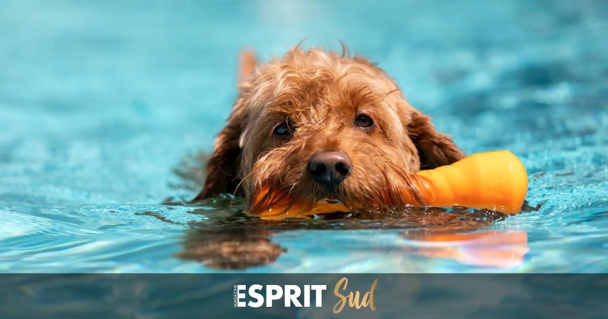 Mascotas en Andalousie, nos compagnons à quatre pattes Mascotas en Andalousie, nos compagnons à quatre pattes