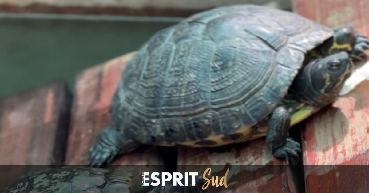 Fuengirola repeuple sa rivière de tortues autochtones! Fuengirola repeuple sa rivière de tortues autochtones!