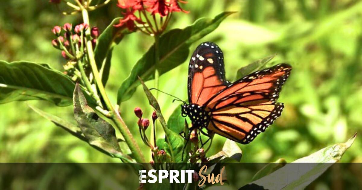 Action de sensibilisation et de préservation dans le parc de la Paloma Action de sensibilisation et de préservation dans le parc de la Paloma