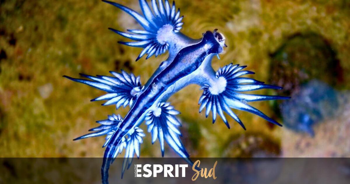 Les mystérieux dragons bleus s’invitent sur les plages espagnoles Les mystérieux dragons bleus s’invitent sur les plages espagnoles