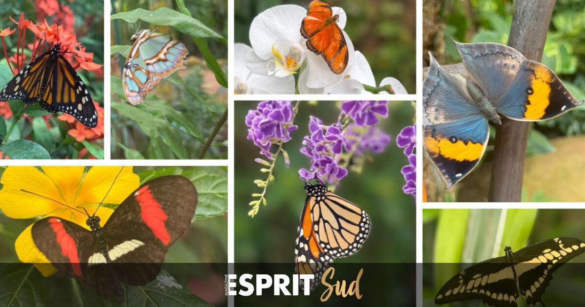 Un concours photo au cœur du Mariposario de Benalmádena