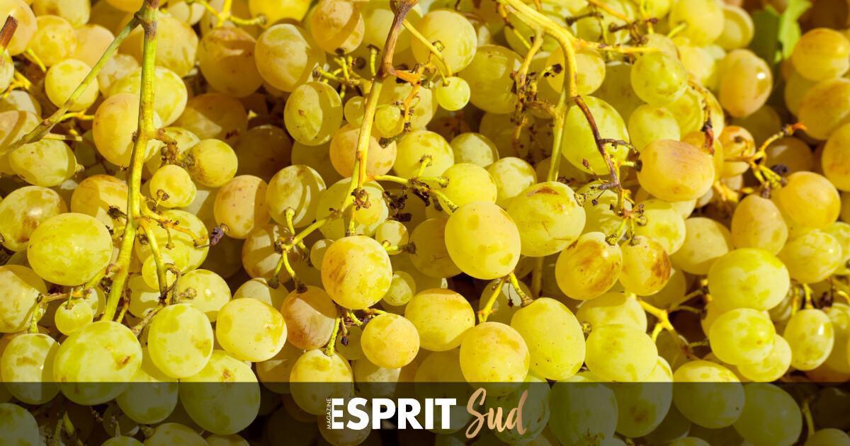 Le raisin moscatel de Málaga, un trésor de l’Axarquía