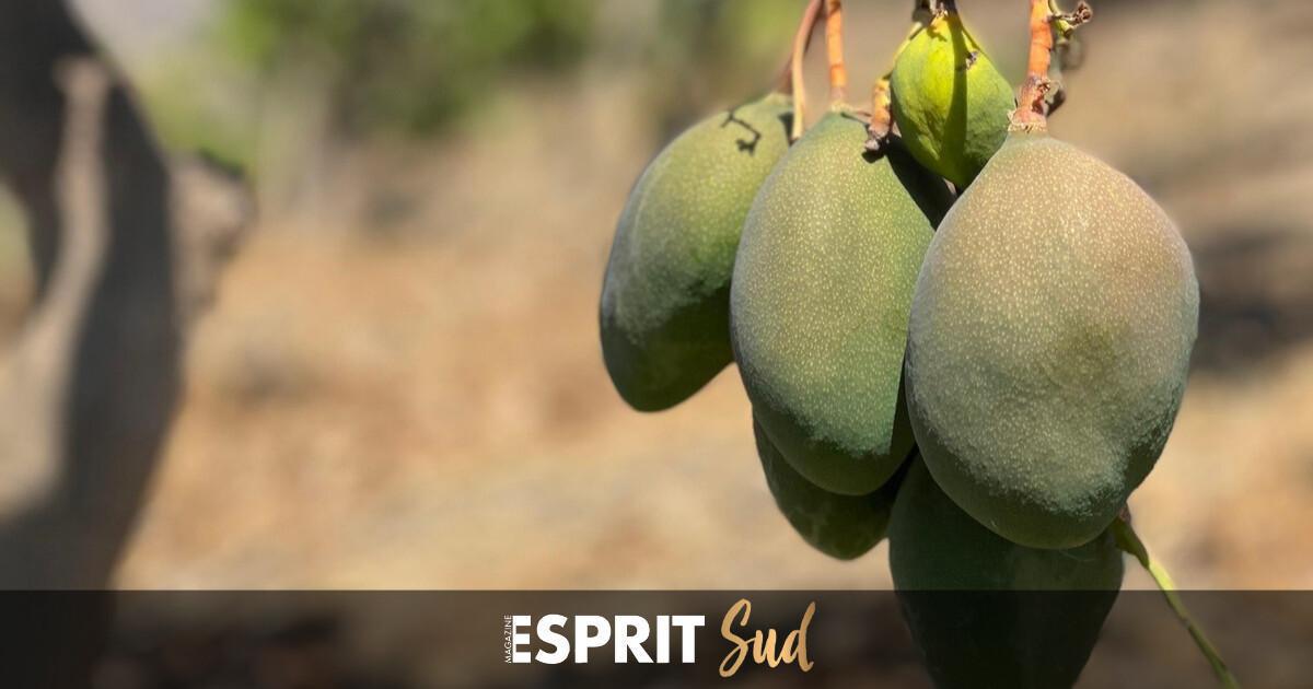 Les mangues ont la cote ! Les mangues ont la cote !