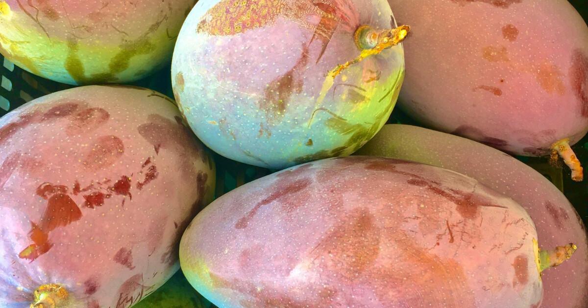 Les mangues ont la cote ! Les mangues ont la cote !