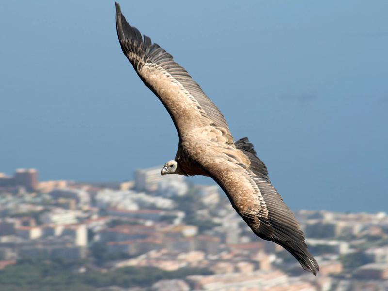  Fundación Valle de los Águilas – Benalmádena (Spectacle des Aigles)