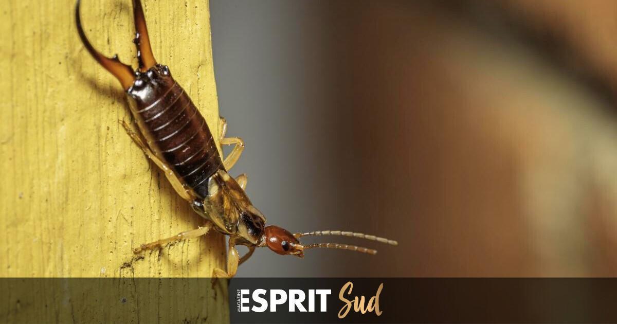 Invasion de « cortapichas » à Malaga Invasion de « cortapichas » à Malaga