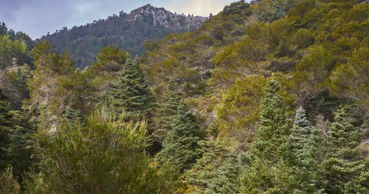 Yunquera, le village où l’hiver chante entre les « pinsapos de la Sierra de las Nieves Yunquera, le village où l’hiver chante entre les « pinsapos de la Sierra de las Nieves