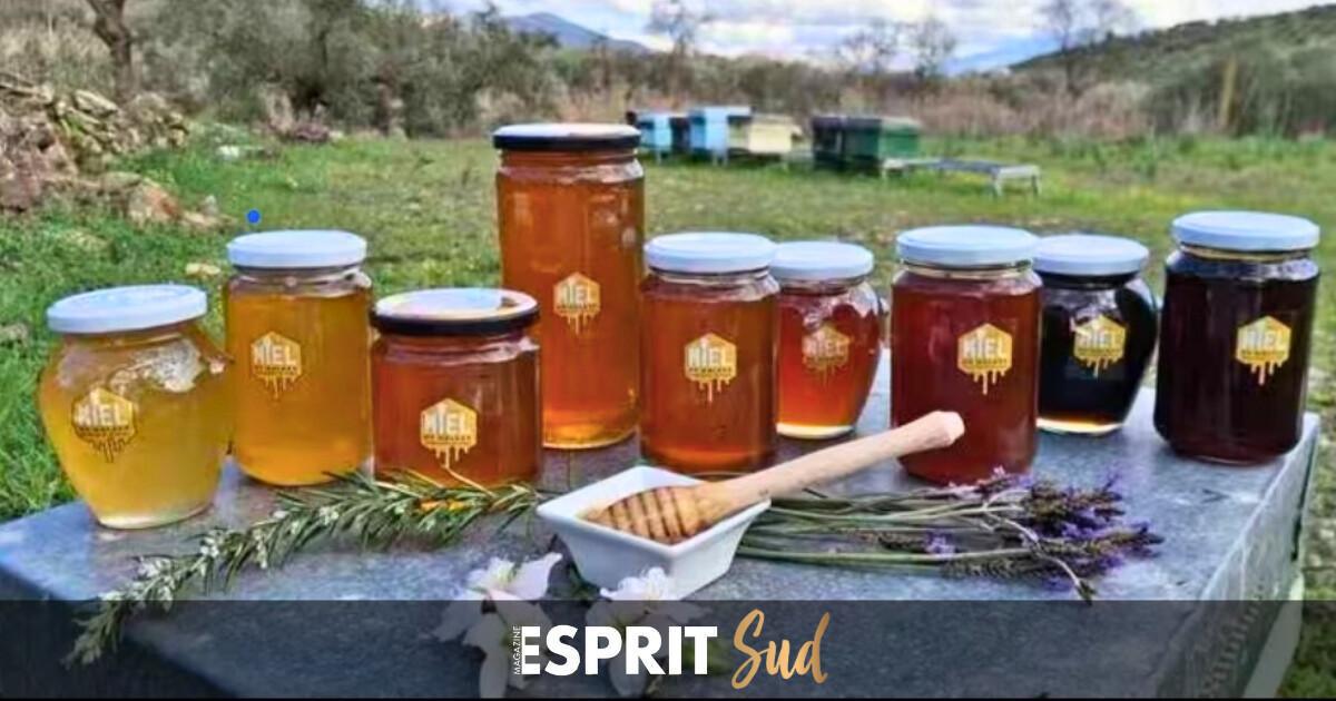 La Miel de Málaga décroche sa DOP européenne et confirme son âge d’or