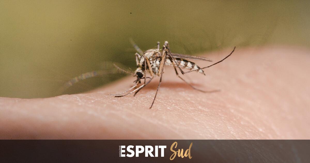 Après les pluies intenses, attention au retour des moustiques! Mais des solutions existent! 