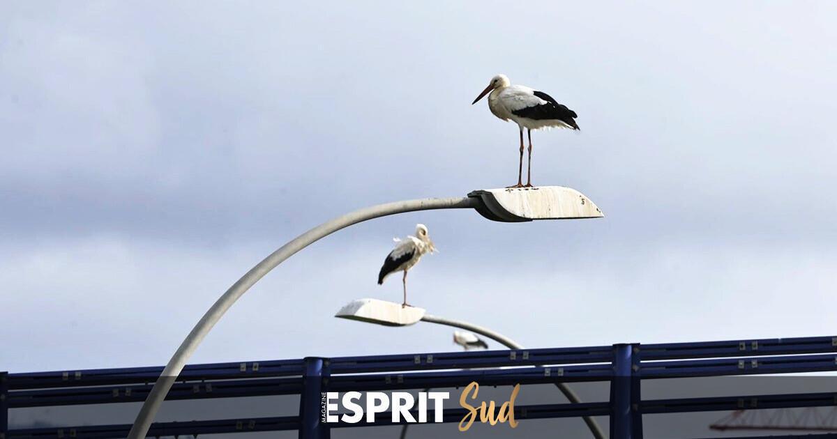Les cigognes élisent domicile à Málaga quand l’hiver prend des airs de printemps