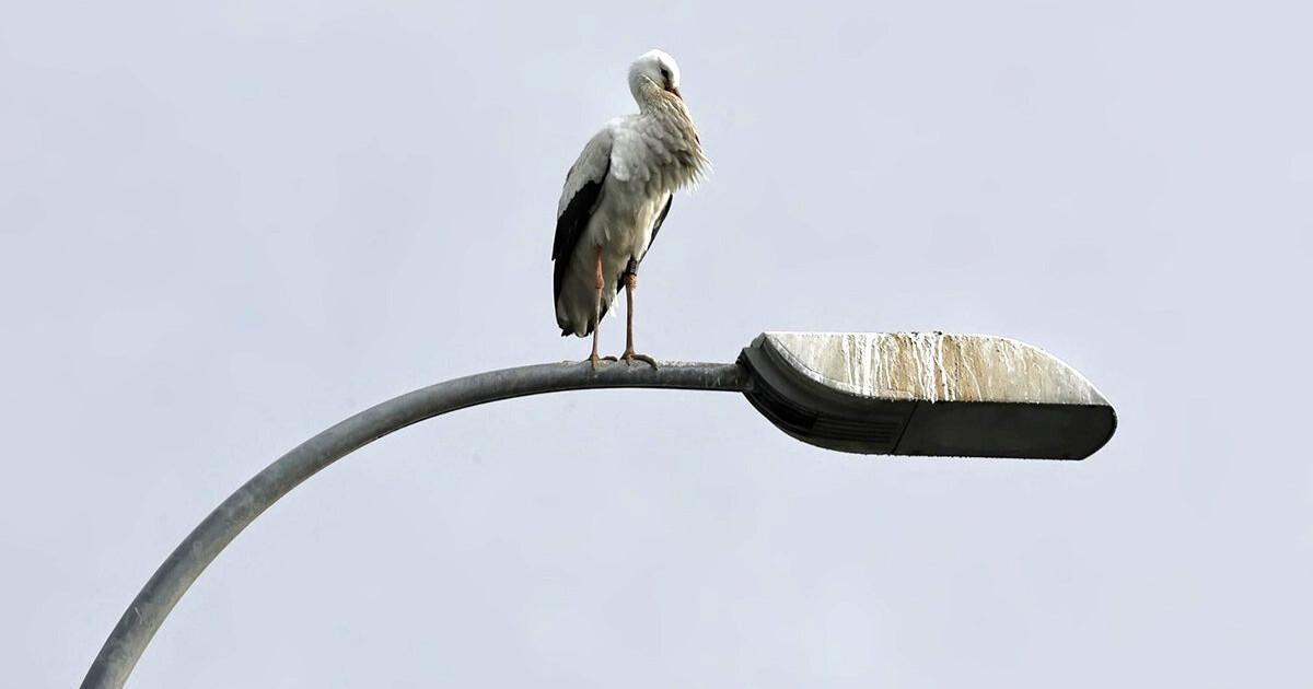 Les cigognes élisent domicile à Málaga quand l’hiver prend des airs de printemps Les cigognes élisent domicile à Málaga quand l’hiver prend des airs de printemps
