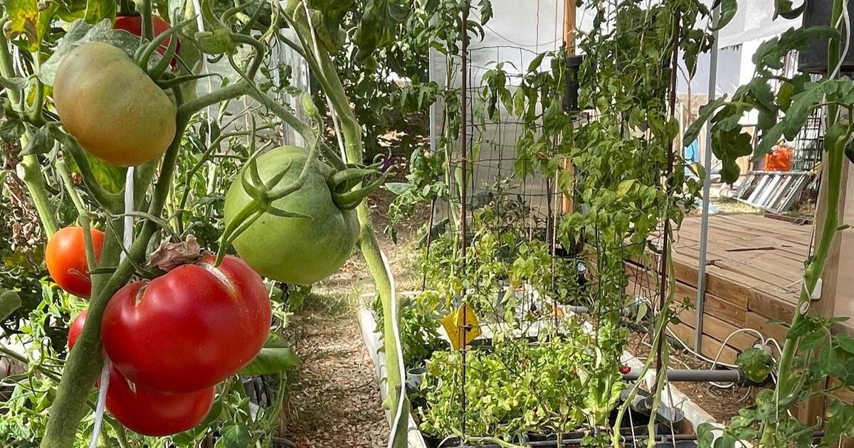 Focus sur l’aquaponie, les poissons et les plantes réinventent notre façon de produire en Andalousie Focus sur l’aquaponie, les poissons et les plantes réinventent notre façon de produire en Andalousie