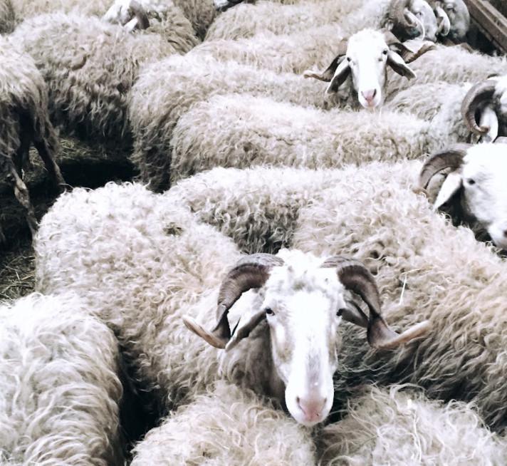 Visite de la ferme Cazaux