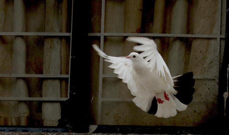 07 - WHO IS THE HOLY SPIRIT?