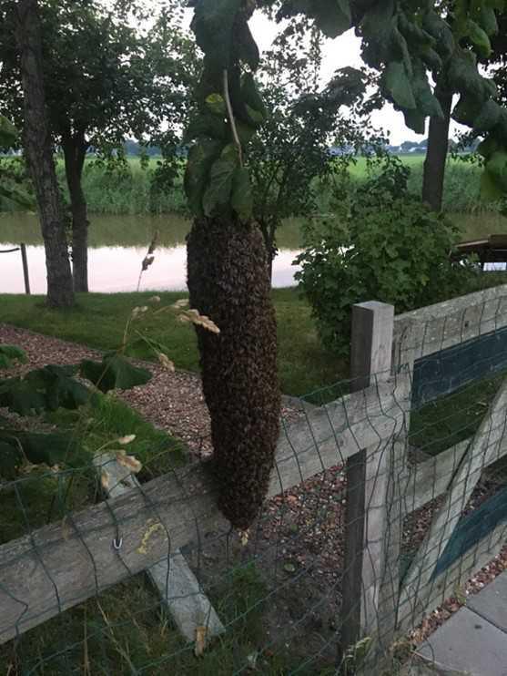 Wilde bijenzwerm Wilde bijenzwerm