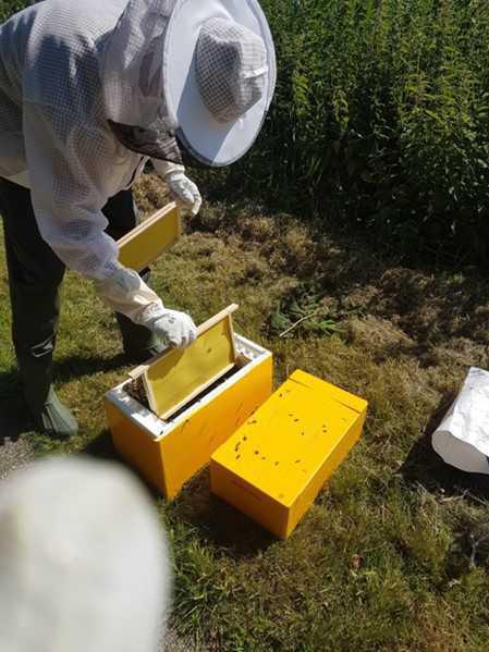 Wilde bijenzwerm Wilde bijenzwerm