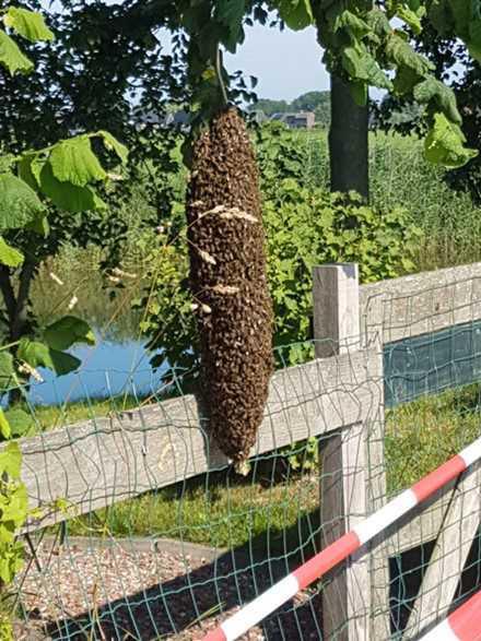 Wilde bijenzwerm Wilde bijenzwerm