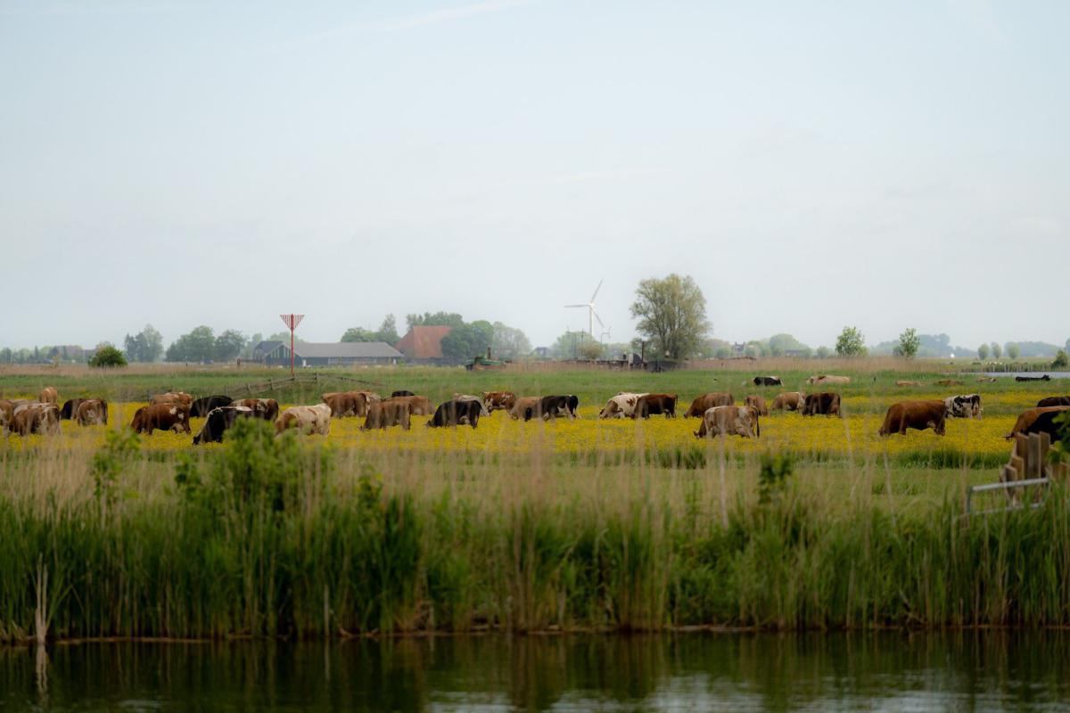 De Gouden Boaiem (BIO)