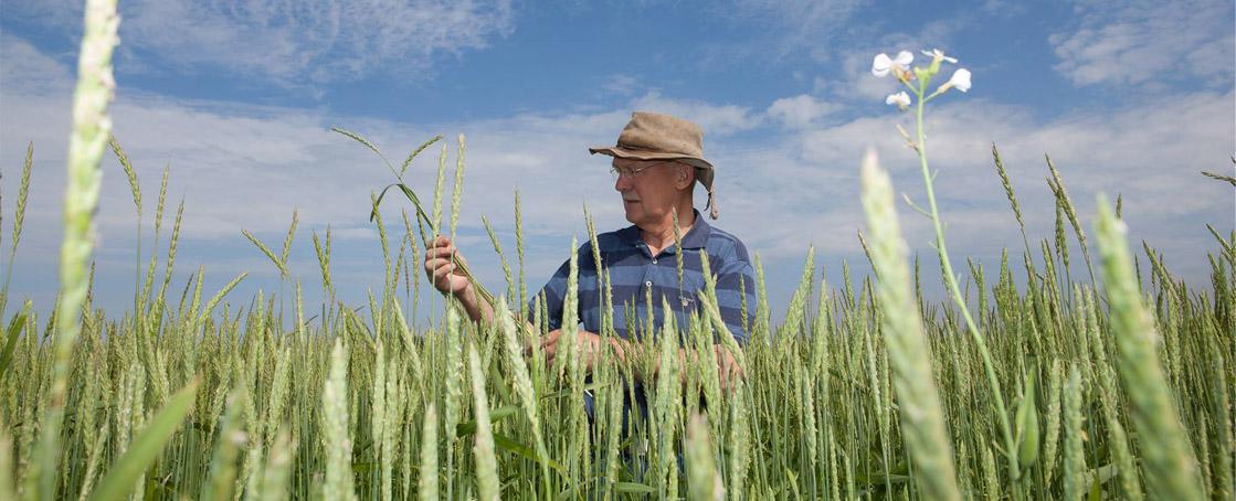 Landgoud | Biologisch Akkerbouwbedrijf 