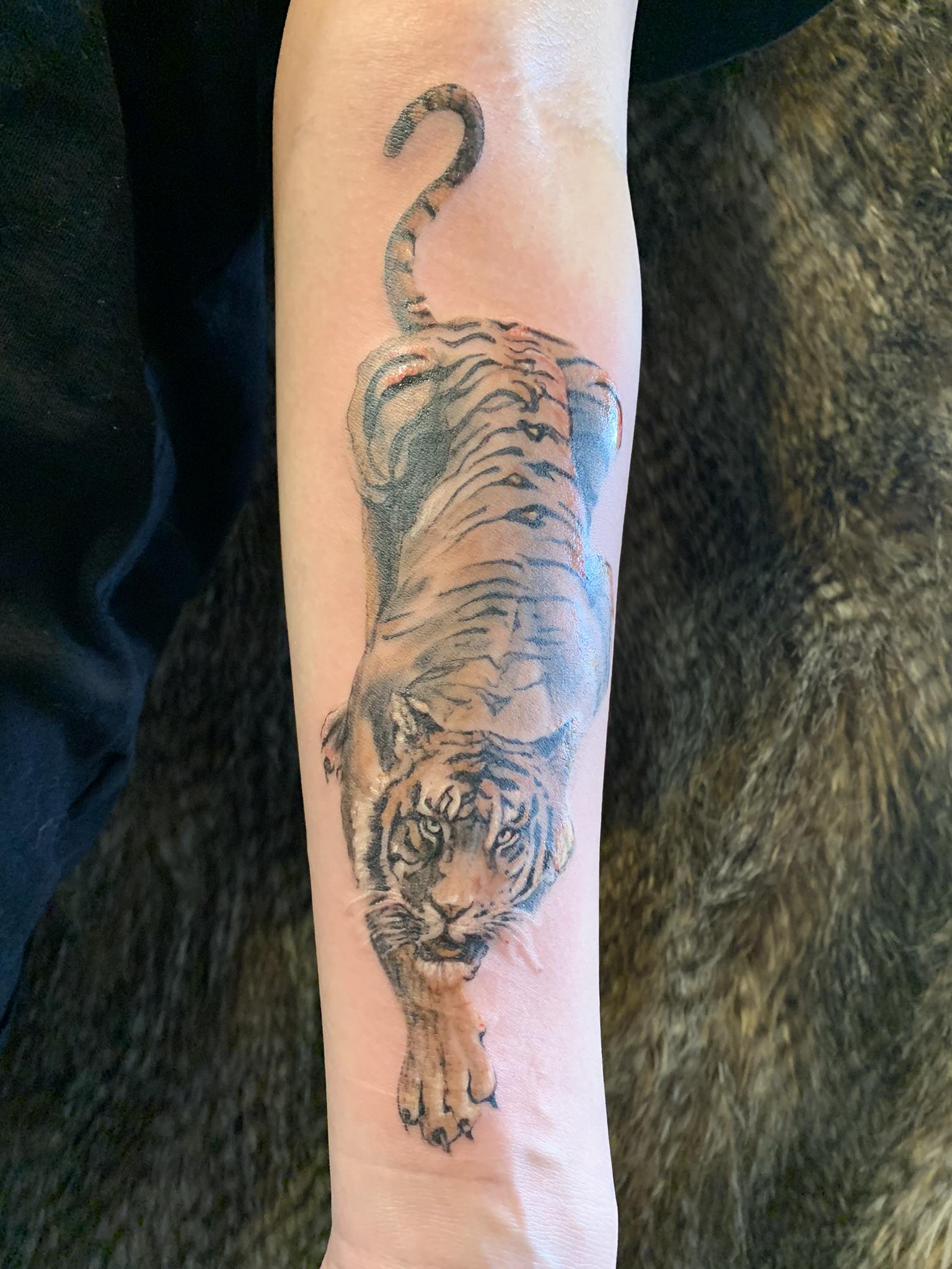Tigre aquarelle
