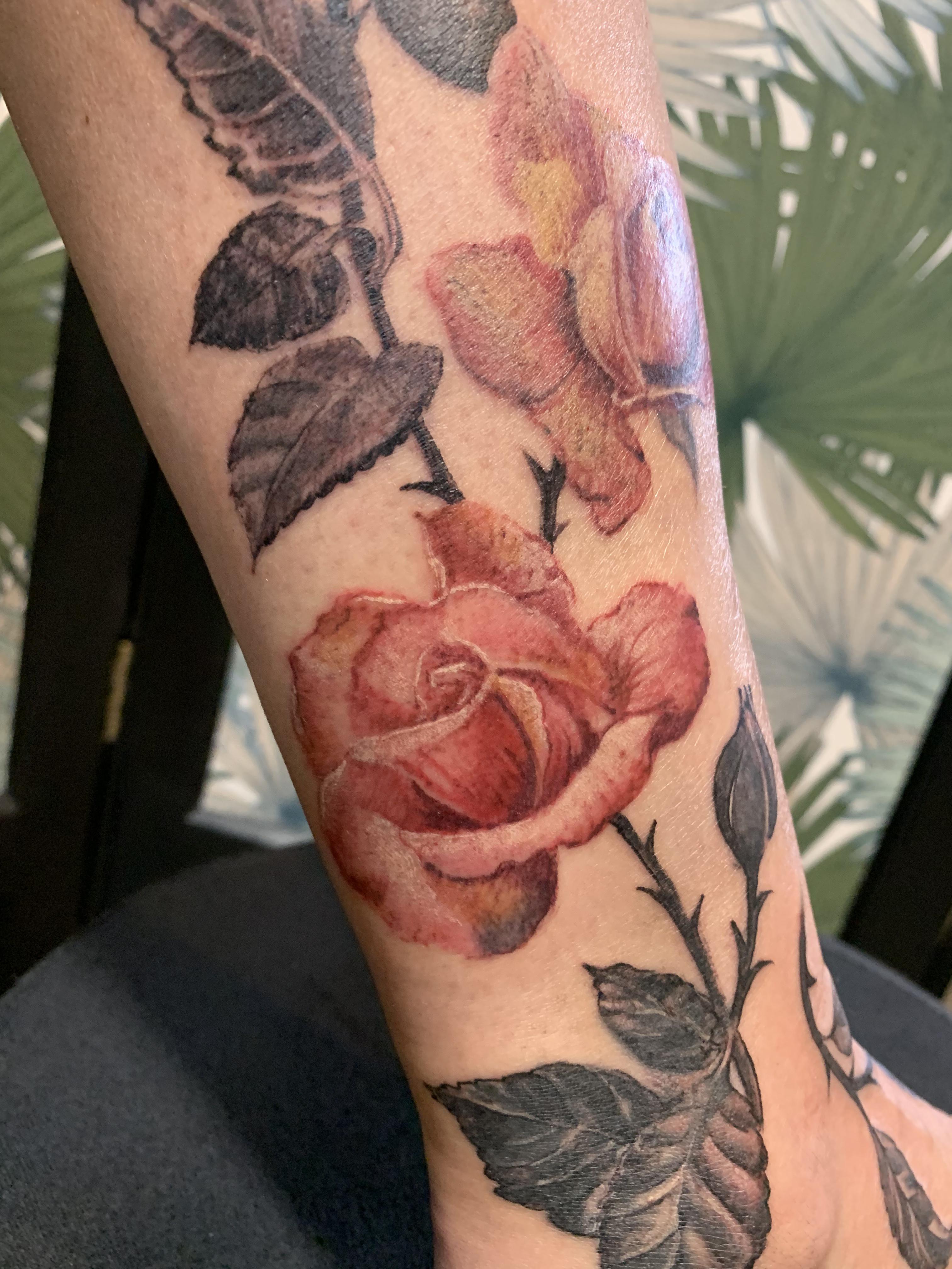 Cover roses