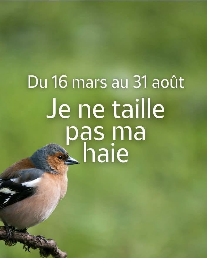 Protection des oiseaux : interdiction d'élaguer les haies du 15 mars au 15 août